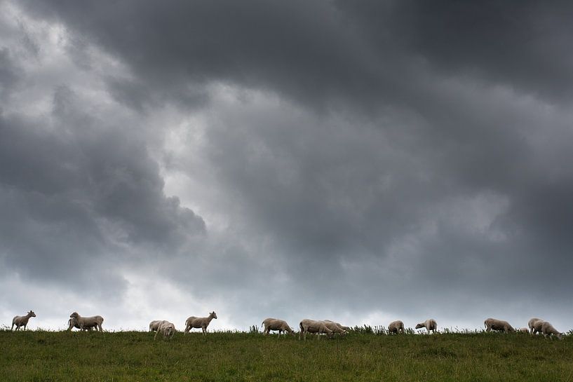 Schafe auf dem Deich von Linda Raaphorst