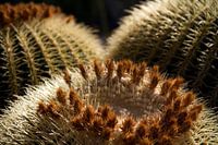 Close-up cactus