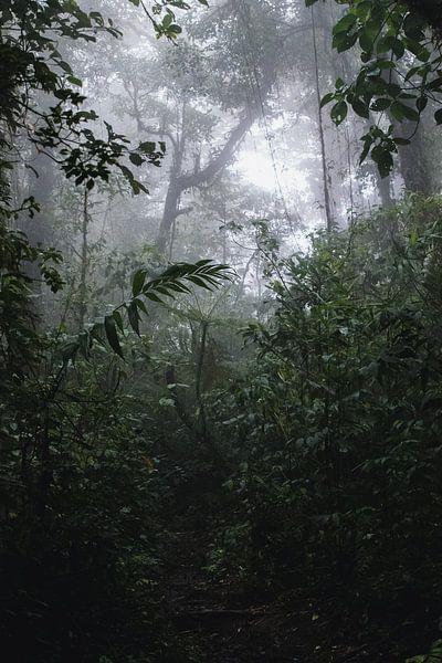 Forêt de nuages de Monteverde – La magie brumeuse du Costa Rica par Rick Massar