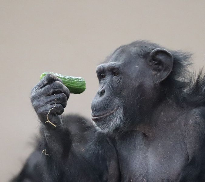 chimpanzee with cucumber by Joke te Grotenhuis
