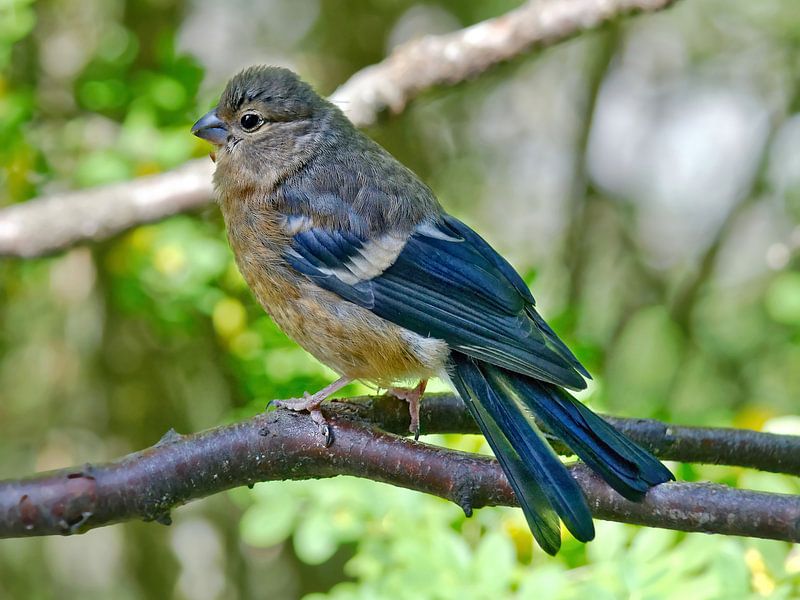 Dompfaffjunges by Michael Schreier