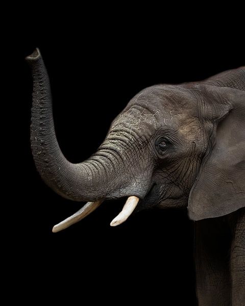 Elefant | Wildtiere | Porträt von Barbara Kempeneers