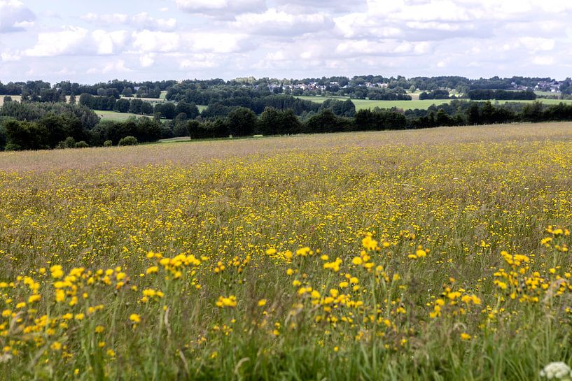 Sommerwiese von Harald Schottner