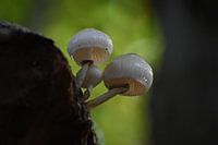 De beaux champignons sur le veluwezoom