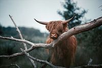 Schottischer Highlander.