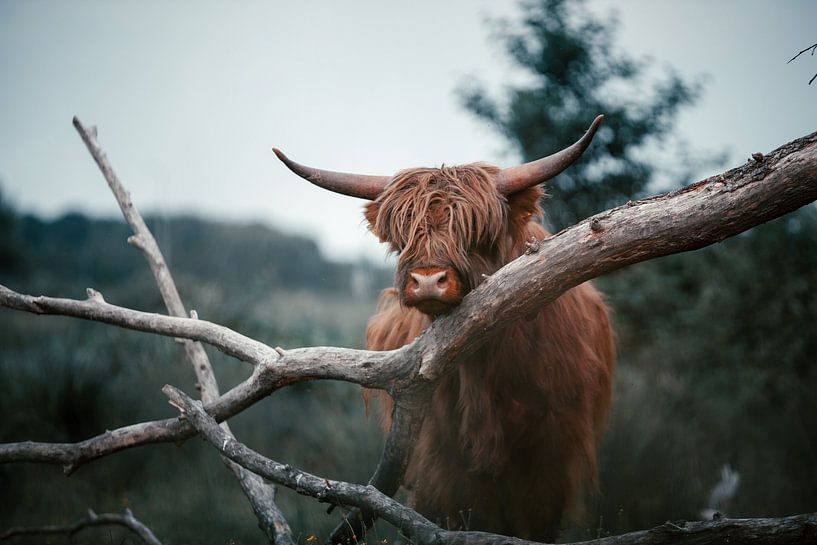 Schottischer Highlander. von Dylan Barkley