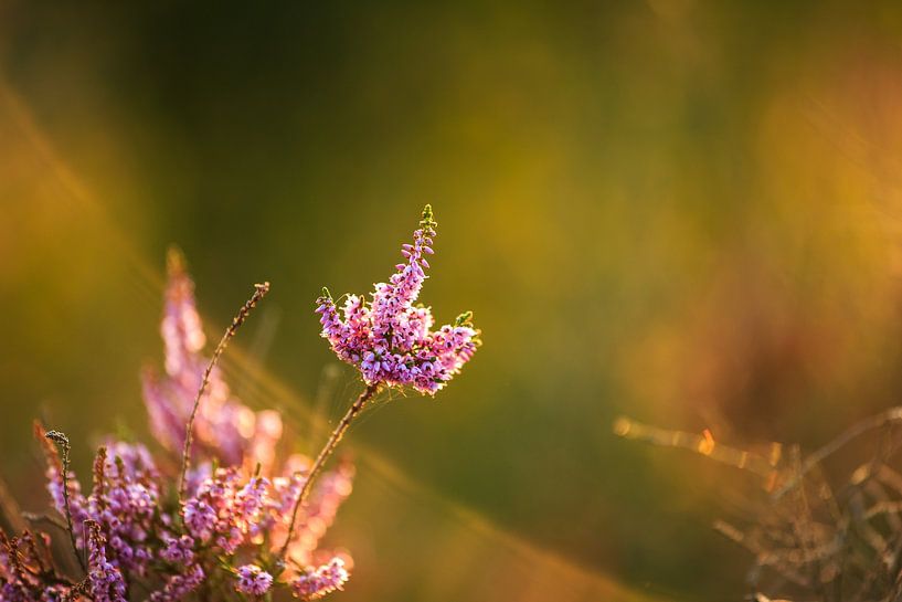 Heide von Olga Groen