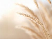 Zarte Gräser im Licht , Zachte grassen in het licht