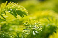 Die Träne der Natur