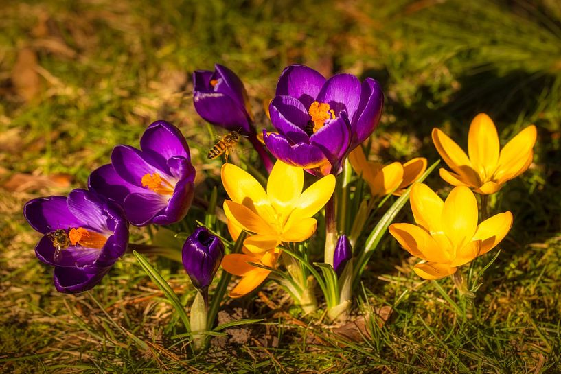 Frühling im Februar von Daniela Beyer