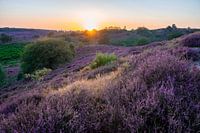 Flowering heather of the posbank