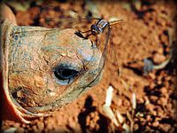 Strahlenschidkröte aus Madagaskar