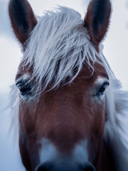 Das Pferd von Maria Almyra