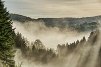 lever de soleil brumeux dans la forêt