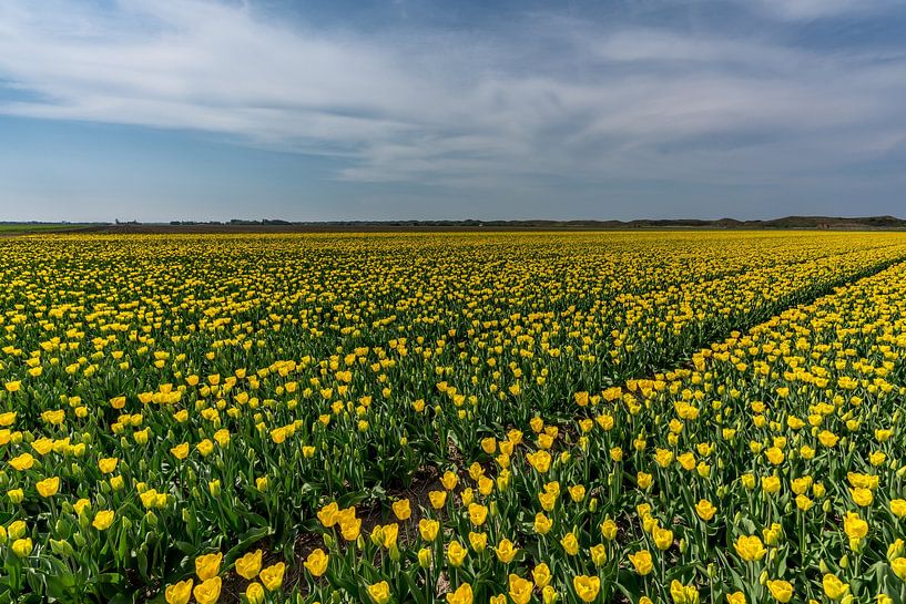 Tulpen op Texel - Code geel van Texel360Fotografie Richard Heerschap