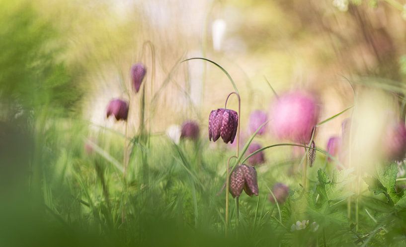 Eine Blumenwiese voller schachblumen von Birgitte Bergman