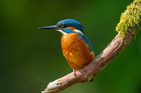 martin-pêcheur reposant sur sa branche.
