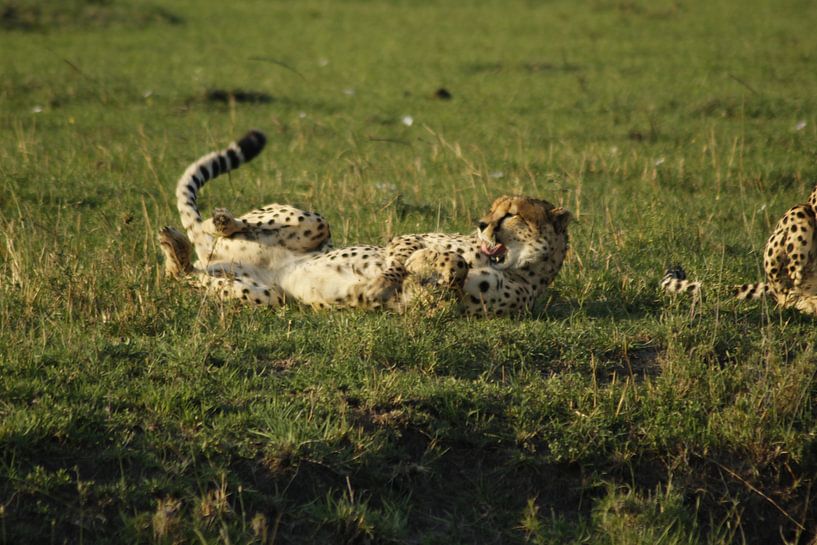 Gepard von Laurence Van Hoeck