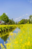 The yellow brook in Nieuwstadt (limburg)