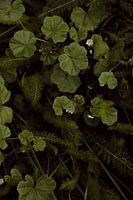 The firebug among the cheeseweed