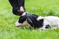 Le veau nouveau-né reçoit un baiser de sa mère