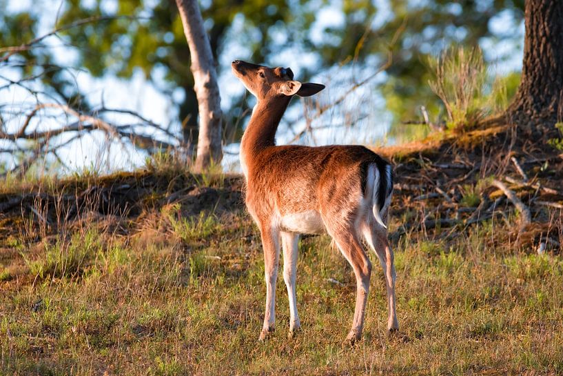 Young deer by Tjitske de Roos