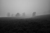heather in winter morning