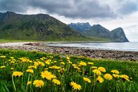 Löwenzahn am Unstad Beach auf den Lofoten, Norwegen