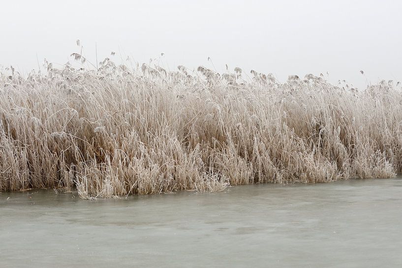 Eis, Schilf, Himmel (2) von Merijn van der Vliet