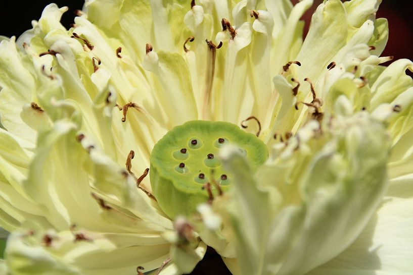 Waterlily by Marieke van Milligen