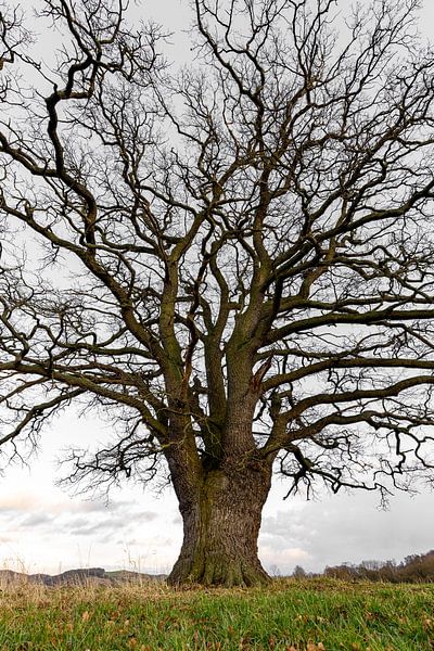 The Thick Oak by Roland Brack