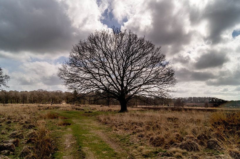 Einsame Eiche von Anneke Antonides