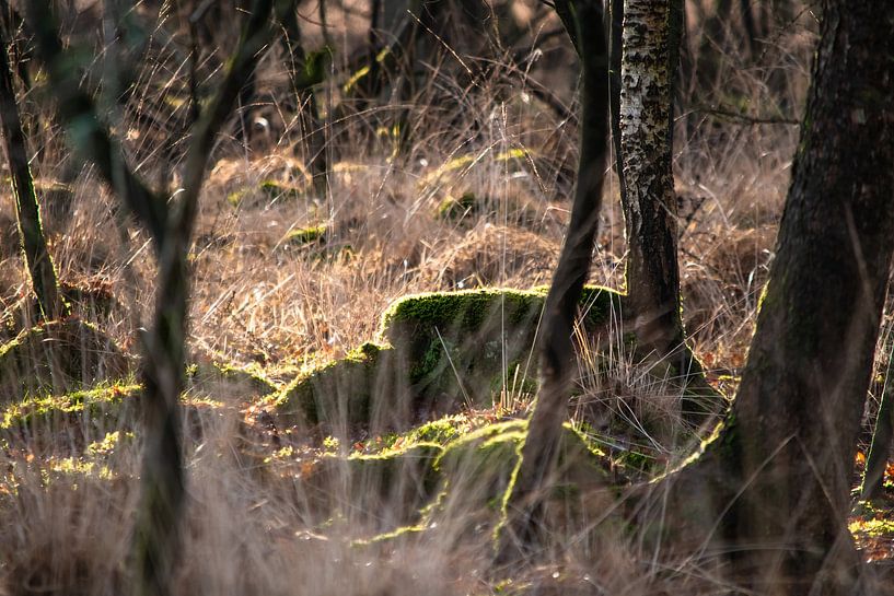 Golden edge by Anna Koek