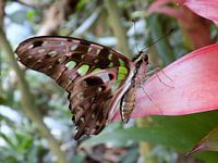 Tropische vlinder Tropical Butterfly (Collectie 2018)