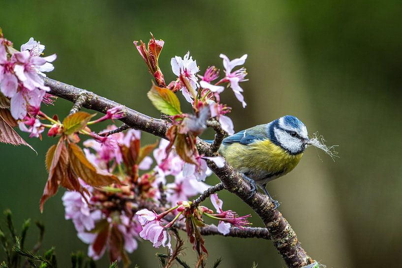 blue tit on blossom by Hilda van den Burgt