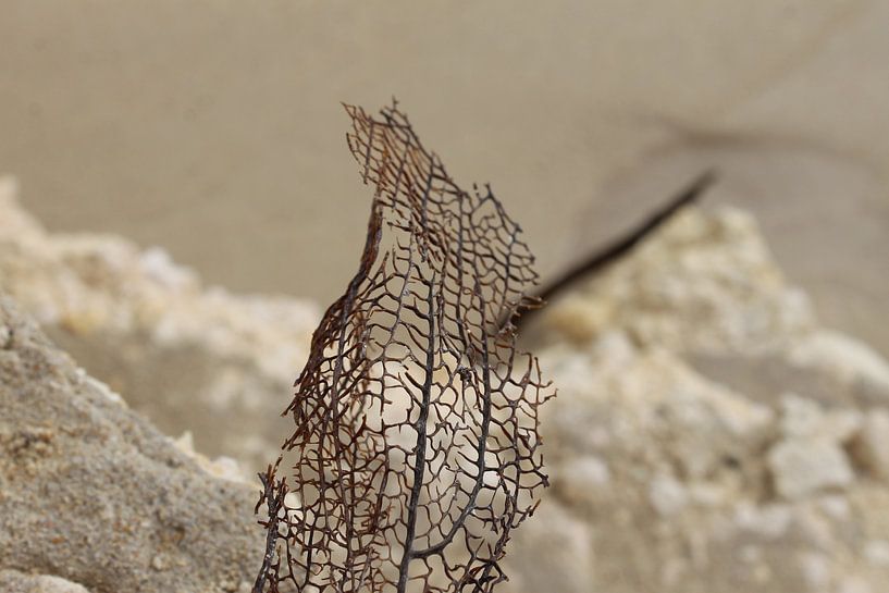 Zeewier von Anita Moek