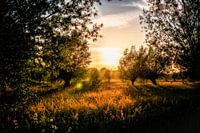 Sonnenuntergang im Goudse Hout // Groene Hart, Niederlande