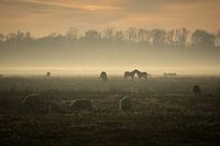 einen sonnigen, aber nebligen Nachmittag in der Delleboer Heide.