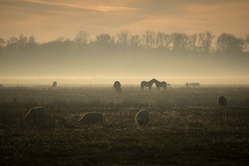 einen sonnigen, aber nebligen Nachmittag in der Delleboer Heide. von Thea De Jong