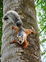 Eekhoorn in springstand