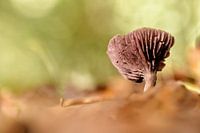 Champignons aux couleurs fraîches