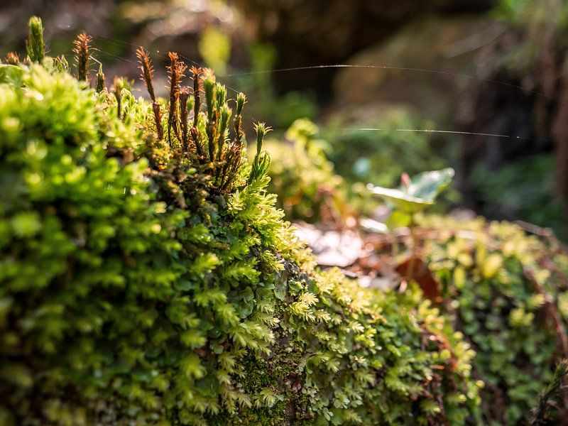 Bielatal, Saxon Switzerland – Green moss by Pixelwerk