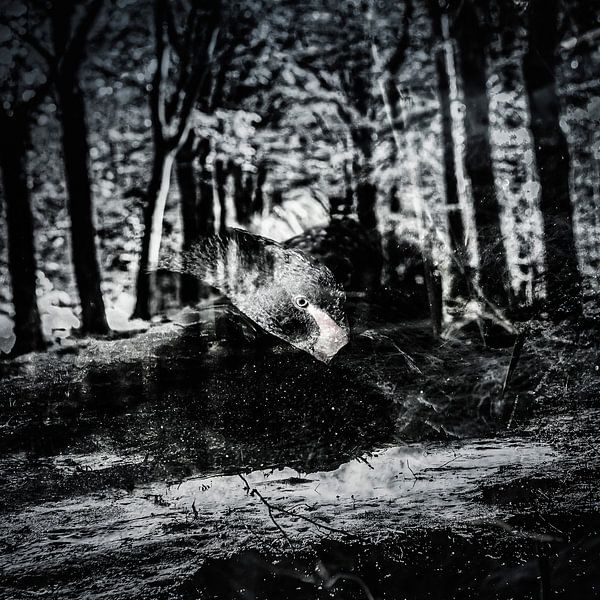 Cygne noir foncé par Freddy Hoevers