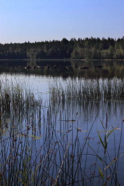 Sommer am Aras-See, Schweden von Imladris Images