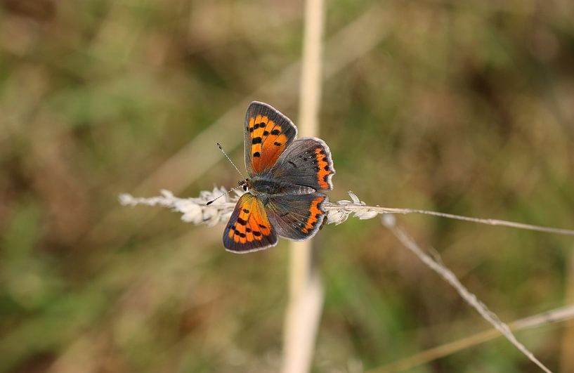 Small fire butterfly by Matthias Brix
