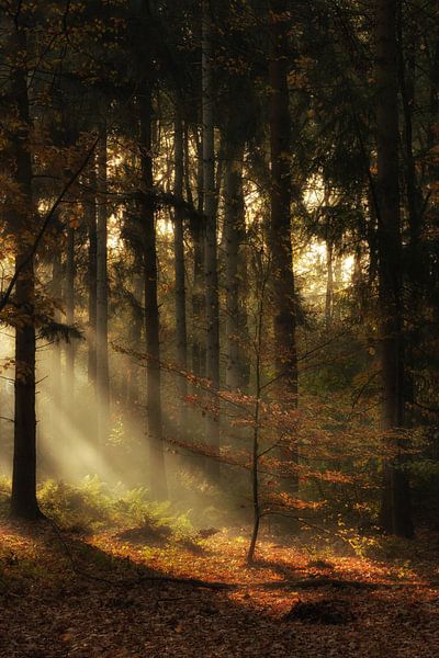 Herbst von Moetwil en van Dijk - Fotografie