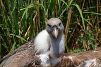 Vulture resting in the sun.