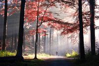 Die Kunst des Lichts