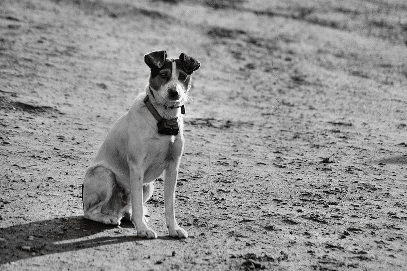 Boerenhond by ZEVNOV .