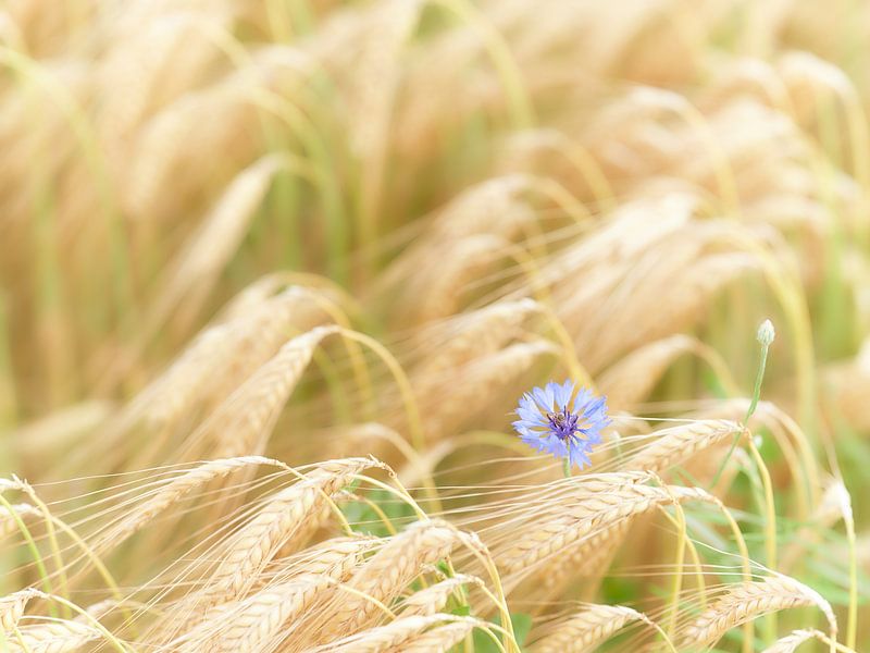 Sommerliebe von Max Schiefele